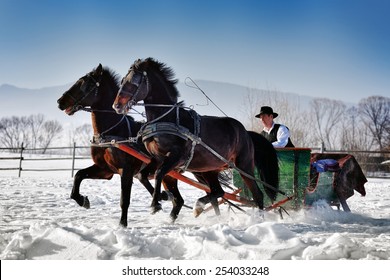 Man With Sledge Pulled By Horses Outdoor In Winter