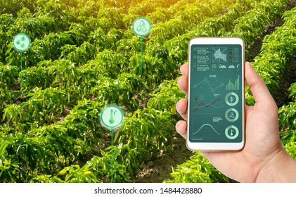 A Man With A Smartphone Analyzes The State Of The Crop On The Field. Farming And Agriculture. Cultivation, Harvesting. Farmland. Data Collection And Analysis. Innovation In The Agricultural Industry.