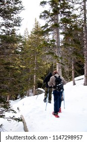 Man Snowshoeing Among Pine Trees In Winter In Rocky Mountain National Park Trail Near Estes Park Colorado