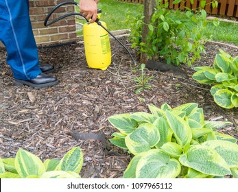 Man Spraying Fresh Weeds In A Flowerbed Surrounding Hostas Plants Using A Portable Plastic Yellow Sprayer In A Cropped View Of His Hands