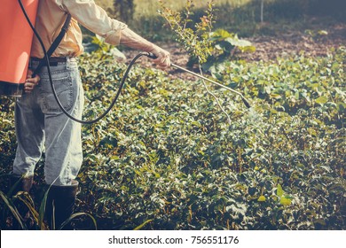 Man Spraying Of Pesticide On Potato Plantation With Hand Spray In Summer. Farmer.