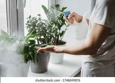 Man Spraying Water On A House Plant And Flower With A Spray Bottle At Home. Housework And Household Concept.