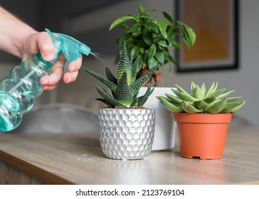 A man sprays houseplants with water. Hobby, men's housework. Close-up - Powered by Shutterstock