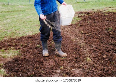 Man Spreading Grass Seed On Soil In Garden