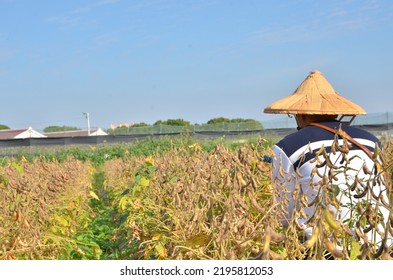 The Man Squats Down At Soy Bean Field.