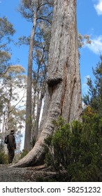 Man Standing Beside Old Gumtree