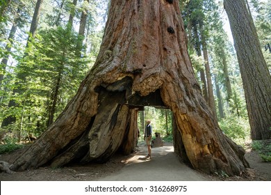 Man Standing Looking At Giant Big Red Wood Tree In Calaveras Big Trees State National Park In California, US