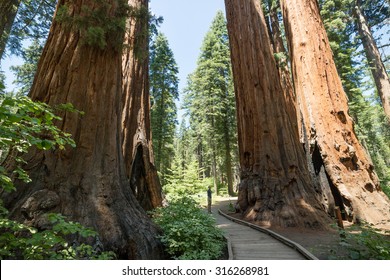 Man Standing Looking At Giant Big Red Wood Tree In Calaveras Big Trees State National Park In California, US