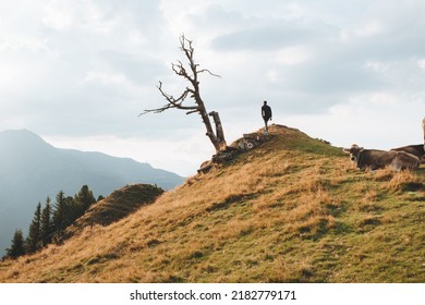 A man standing next to a leafless tree and cows resting on a hill