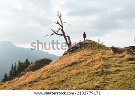 A man standing next to a leafless tree and cows resting on a hill