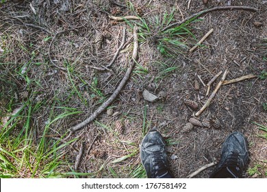 Man standing on a forest land, top view of a man's worn sneakers. Background of forest floor with needles, pine cones, branches and grass. Back to the nature concept. - Powered by Shutterstock