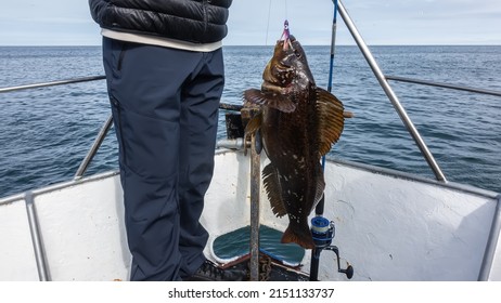 A man stands on a yacht and holds a newly caught sea bass on a fishing line. Spotted scales, spiny fins are visible. Close-up. Spinning is nearby. Background- blue ocean, sky. Kamchatka. Avacha Bay