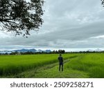 A man stands peeing in the middle of a green rice field.