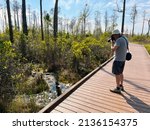 A man stops to take photos an alligator along Chesser Island boardwalk at the Okefenokee National Wildlife Refuge near Folkston, Georgia.