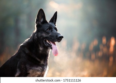 A Man Strokes A Dog. Confidence, Love Between A Dog And A Man, Soft Focus, Blur Hands.
Contented Shepherd Smiling