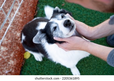 The Man Strokes The Dog. View From Above. A Contented Dog In The Hands Of The Owner.