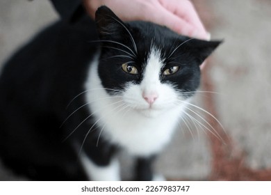 Man stroking a black and white cat on the head, close-up