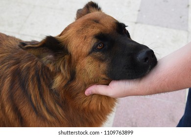 man stroking a dog