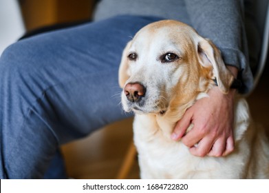 Young Dam Growls Intruder Another Dog Stock Photo (Edit Now) 2133408475