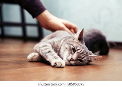 Man stroking the gray cat. The concept of pets