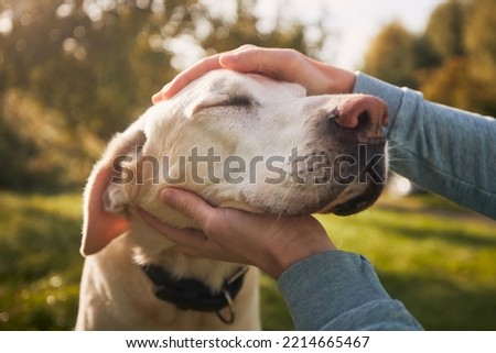 Man stroking his old dog. Loyal labrador retriever enjoying autumn sunny say with his owner.