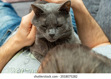 Man Stroking Home Pet, Gray Cat With Hands