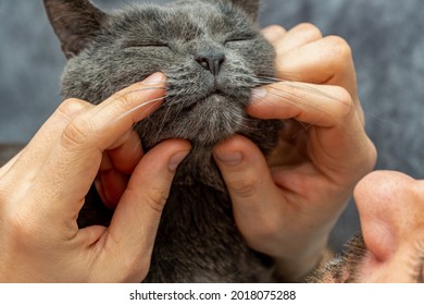 Man Stroking Home Pet, Gray Cat With Hands