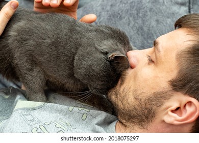 Man Stroking Home Pet, Gray Cat With Hands