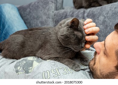 Man Stroking Home Pet, Gray Cat With Hands