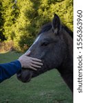 man stroking the horse