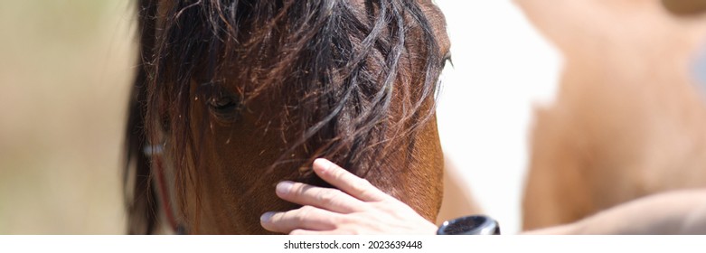 Man Stroking Muzzle Of Domestic Horse With His Hand Closeup