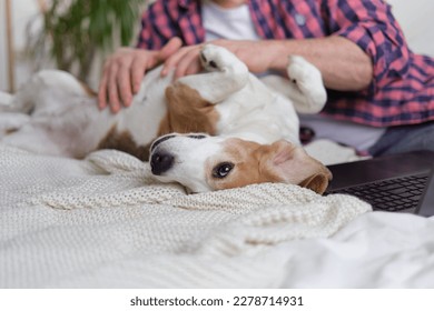 Man taking a break from work on laptop to lovingly scratch his contented dog's belly in a cozy bedroom setting. Happy man and his dog enjoying cuddles on the bed