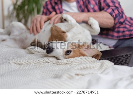 Man taking a break from work on laptop to lovingly scratch his contented dog's belly in a cozy bedroom setting. Happy man and his dog enjoying cuddles on the bed