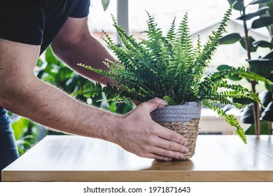 Man Taking Care Of His Potted Nephrolepis Exaltata (Boston Fern, Green Lady) On Wooden Table With Copy Space. Nice And Modern Space Of Home Interior. Cozy Home Decor. Home Garden.