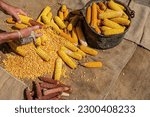 a man taking corn off the cob with an old tool