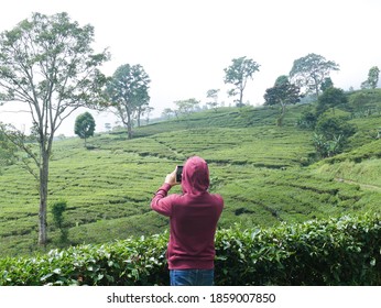 Man Taking Photo Of Tea Plantation In Lembang, West Java