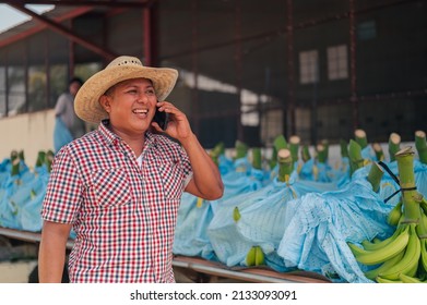 Man Talking On A Cell Phone In A Banana Packing Factory.