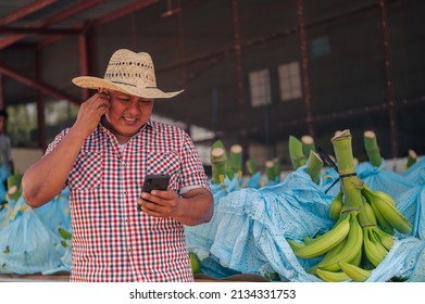 Man Talking On A Cell Phone In A Banana Packing Factory.