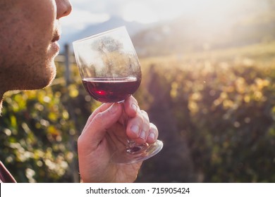 Man Tasting Red Wine In Wineyard