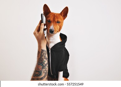 Man with tattooed arm holds up a smartphone to the ear of a basenji dog in black hoodie isolated on black