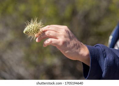 teddy bear cholla injury