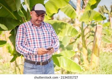 Man Texting With A Cell Phone On A Bababa Farm.