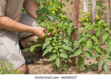 The Man Ties Up The Tomato Bushes In The Garden