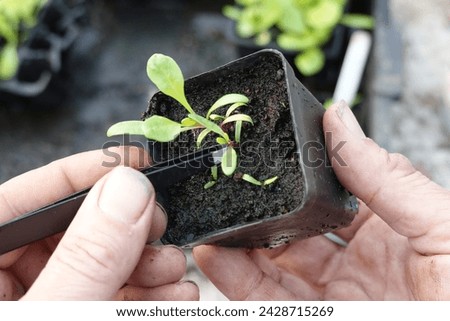man with tongs pricking out chard plants. removing seedlings