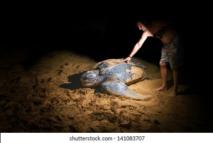 A Man Touches A Large Leatherback Sea Turtle