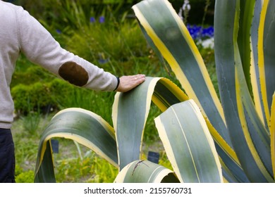 A Man Touching With Hand Long Smooth Leaves Of Huge Striped Green Yellow Agave Americana. A Heat-loving Plant In Botanical Garden. Agave Is Used To Make The Alcoholic Drink Mescal. People And Nature