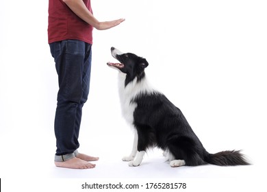 Man Training Border Collie Dog Isolated On White Background -  Sit And Stay