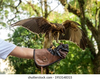 Man training falconry with a hawk Parabuteo unicinctus - Powered by Shutterstock