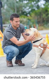 Man Training A Guide Dog