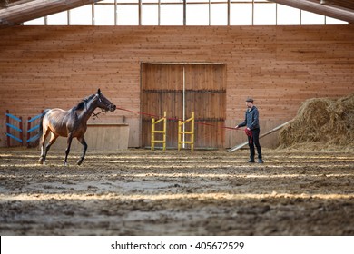 The Man Training His Horse In Manege